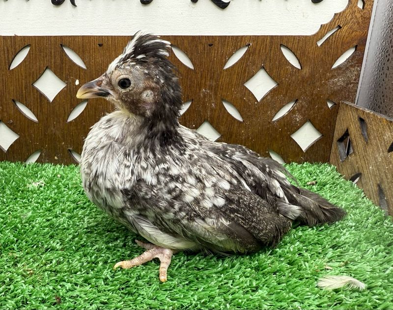Possible Pullet