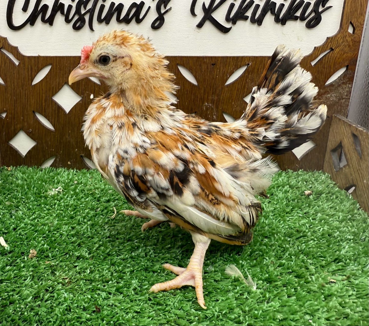 Cockerel