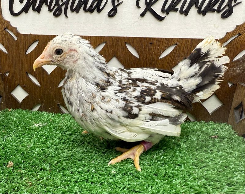 Possible Pullet