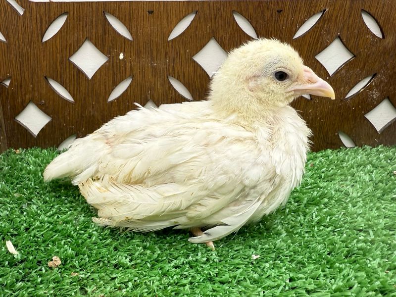 Possible Pullet