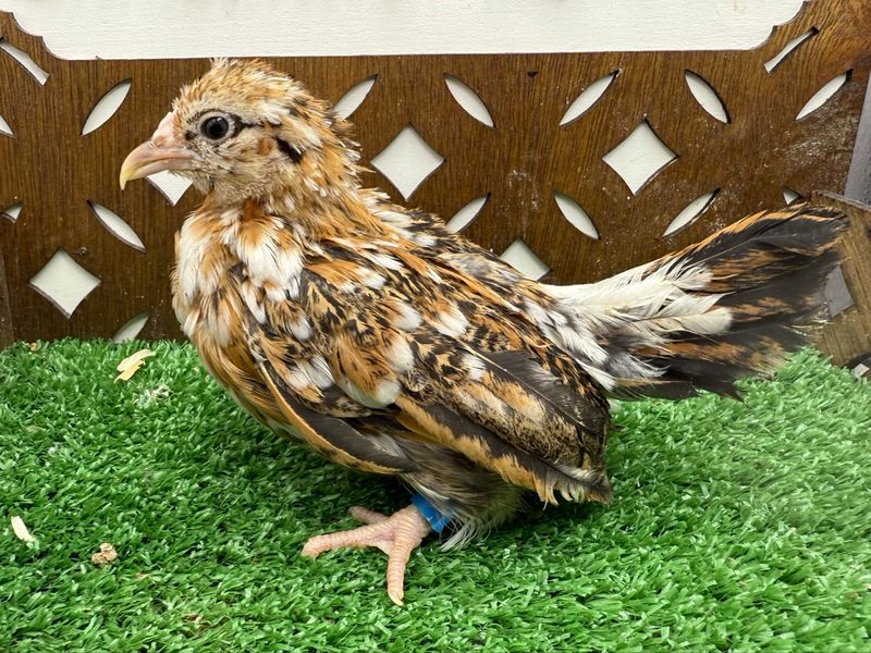 Possible Pullet