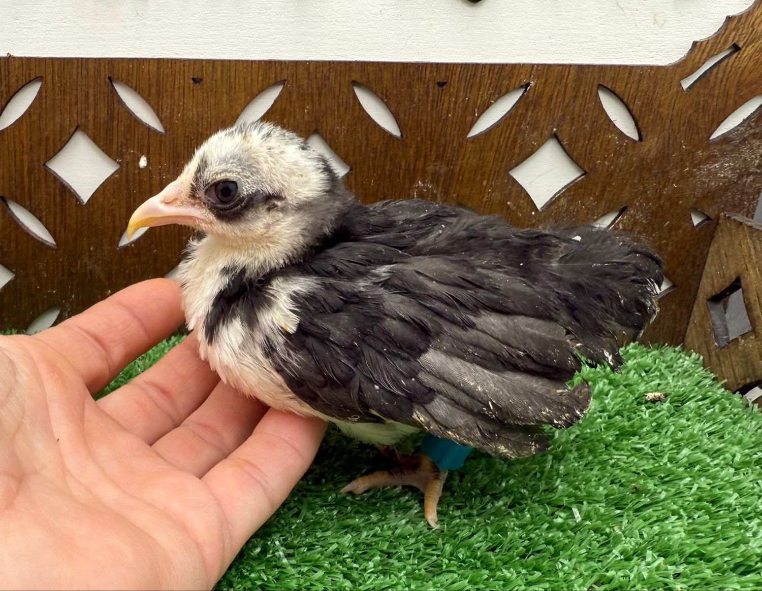 Possible Pullet