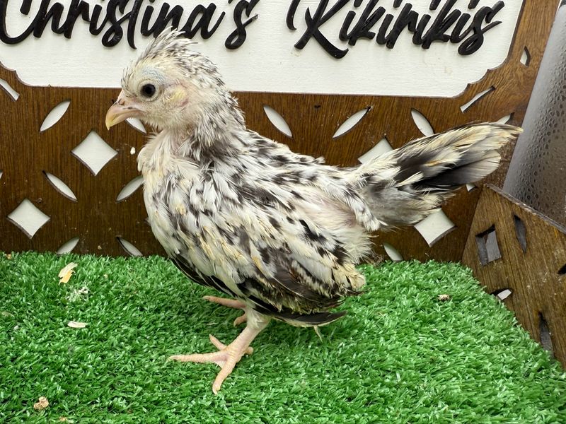 Possible Pullet