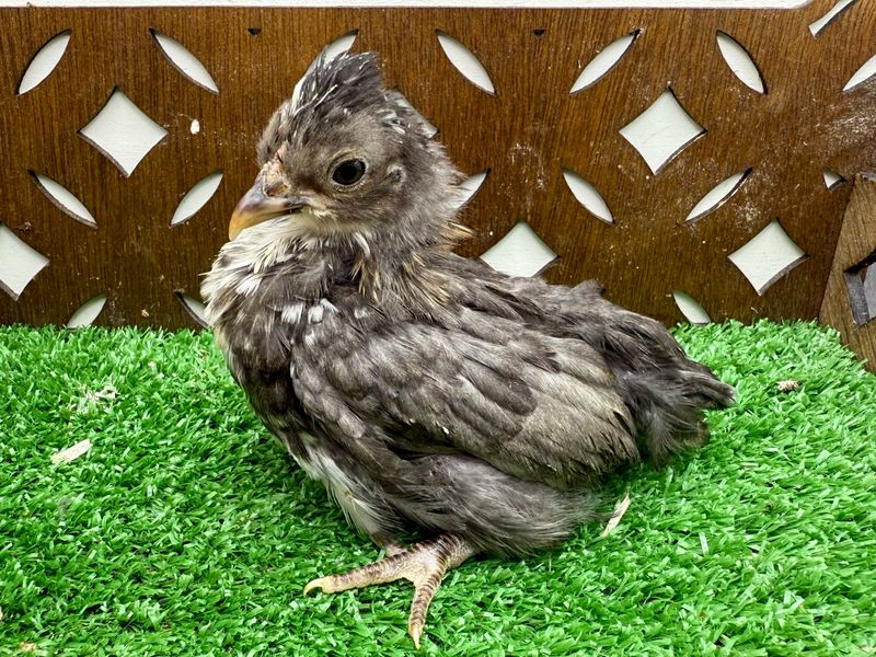 Possible Pullet