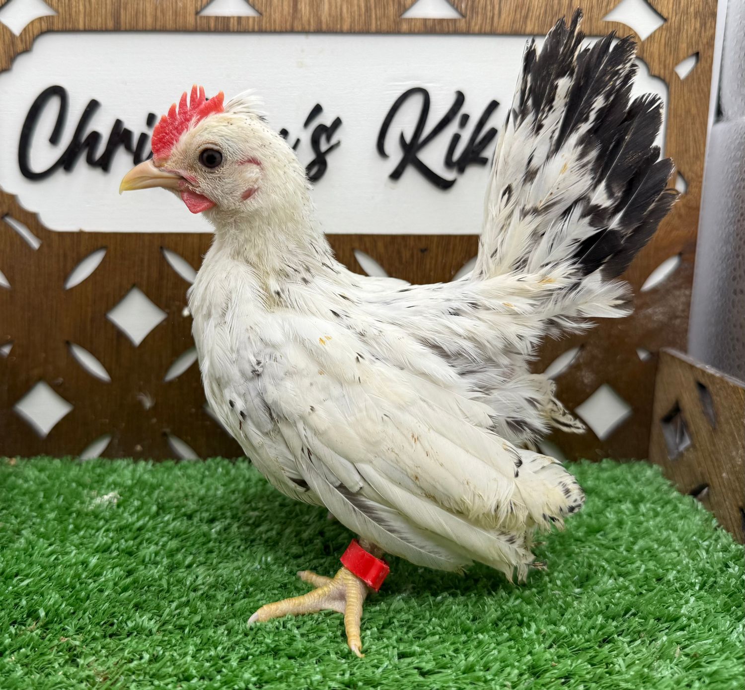 COCKEREL