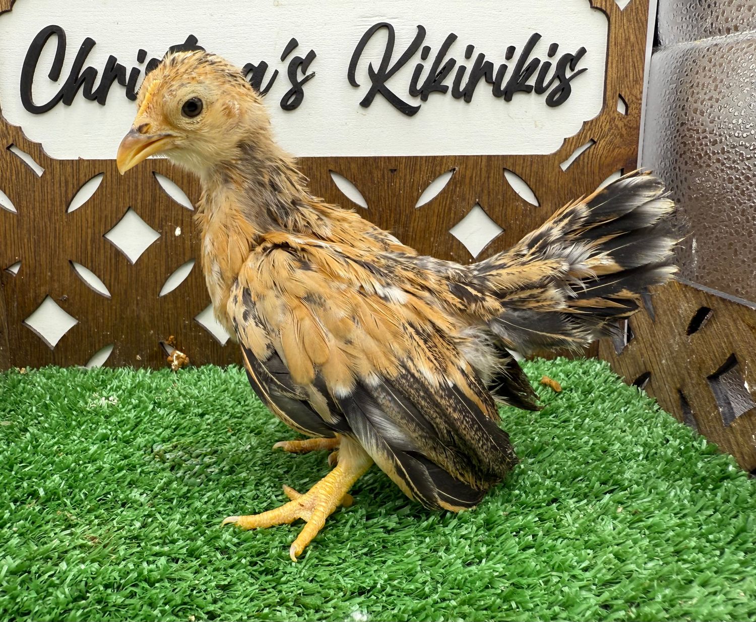 POSSIBLE PULLET