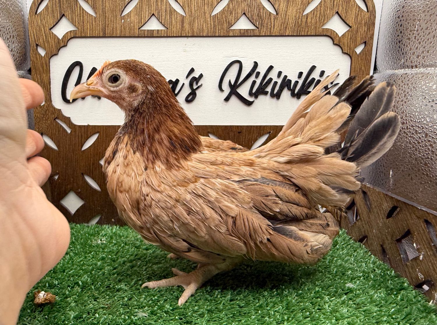 POSSIBLE PULLET