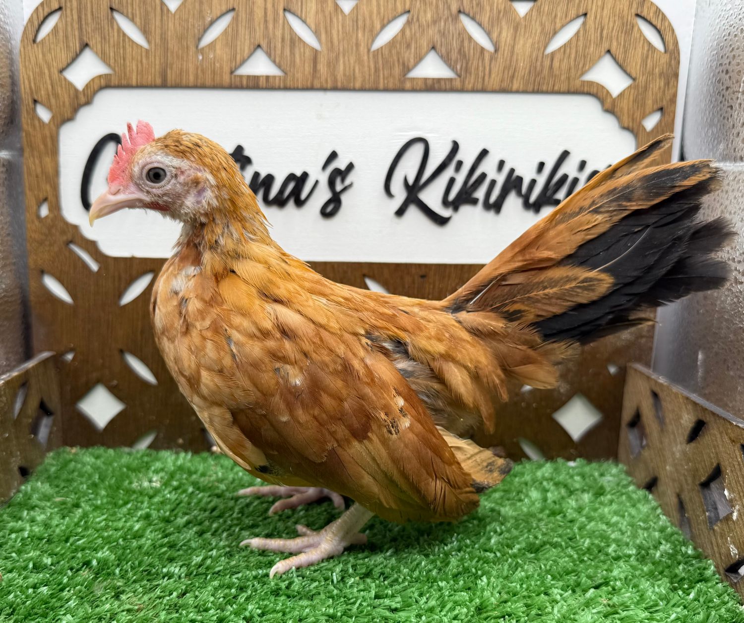 Cockerel