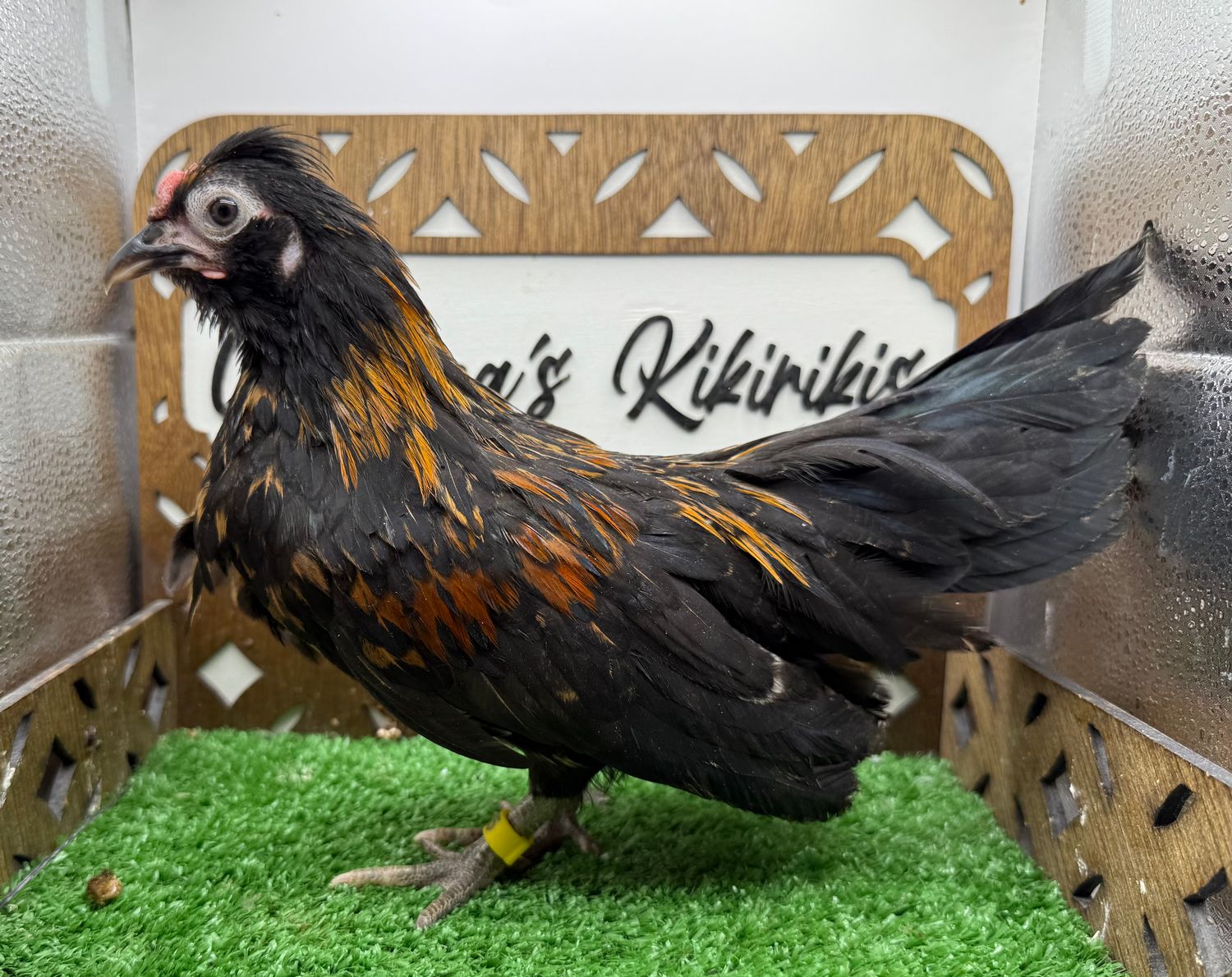 Cockerel