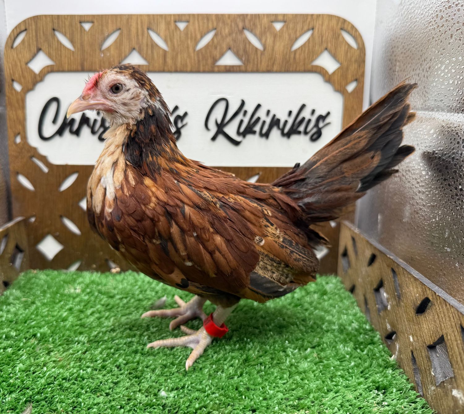 Cockerel