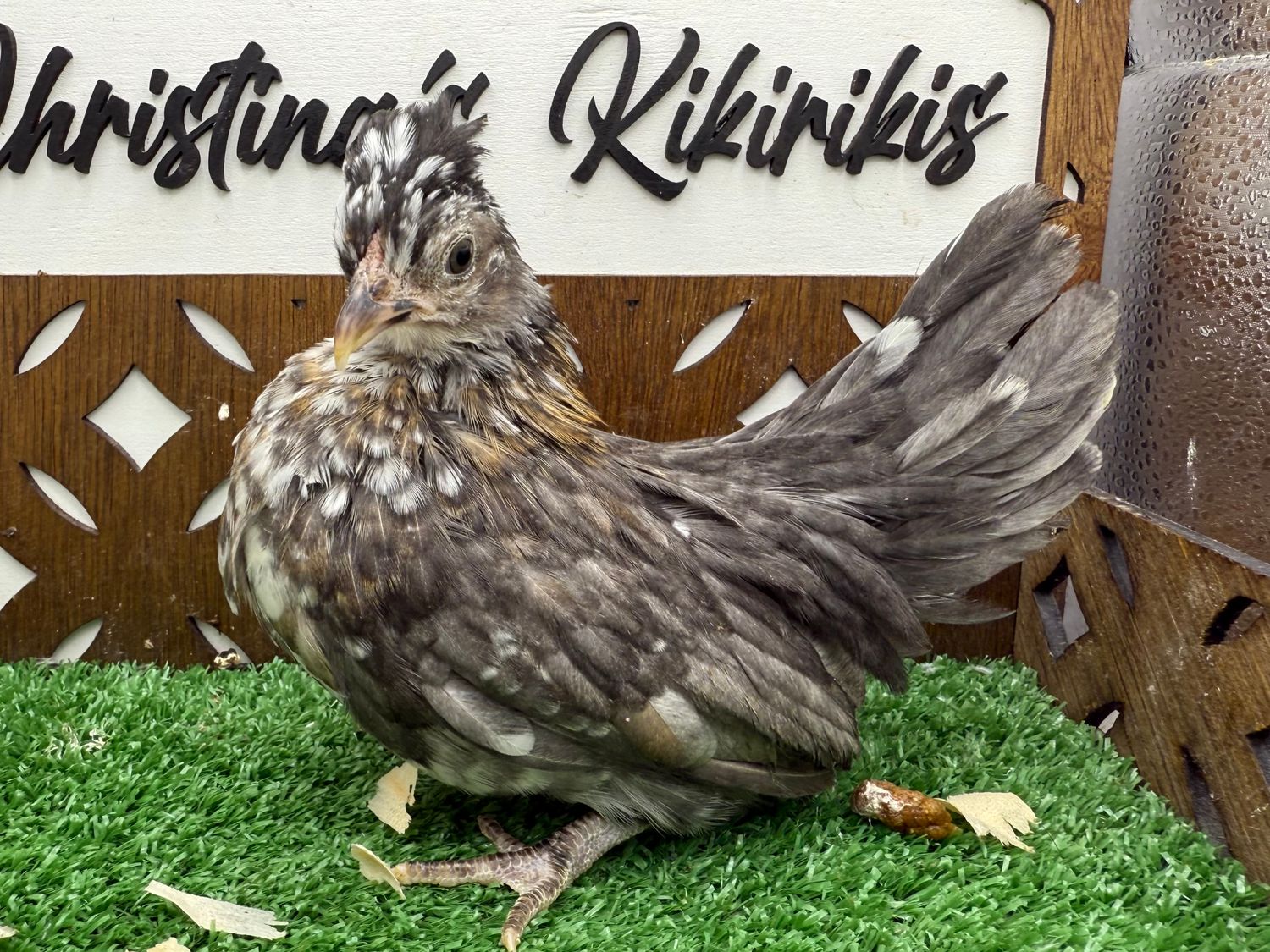 Possible Pullet