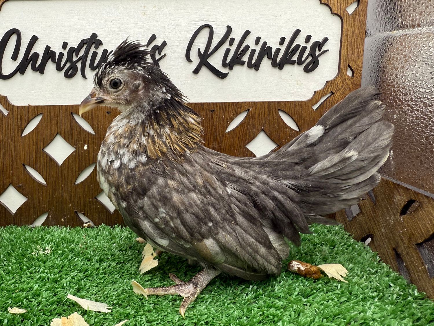 Possible Pullet