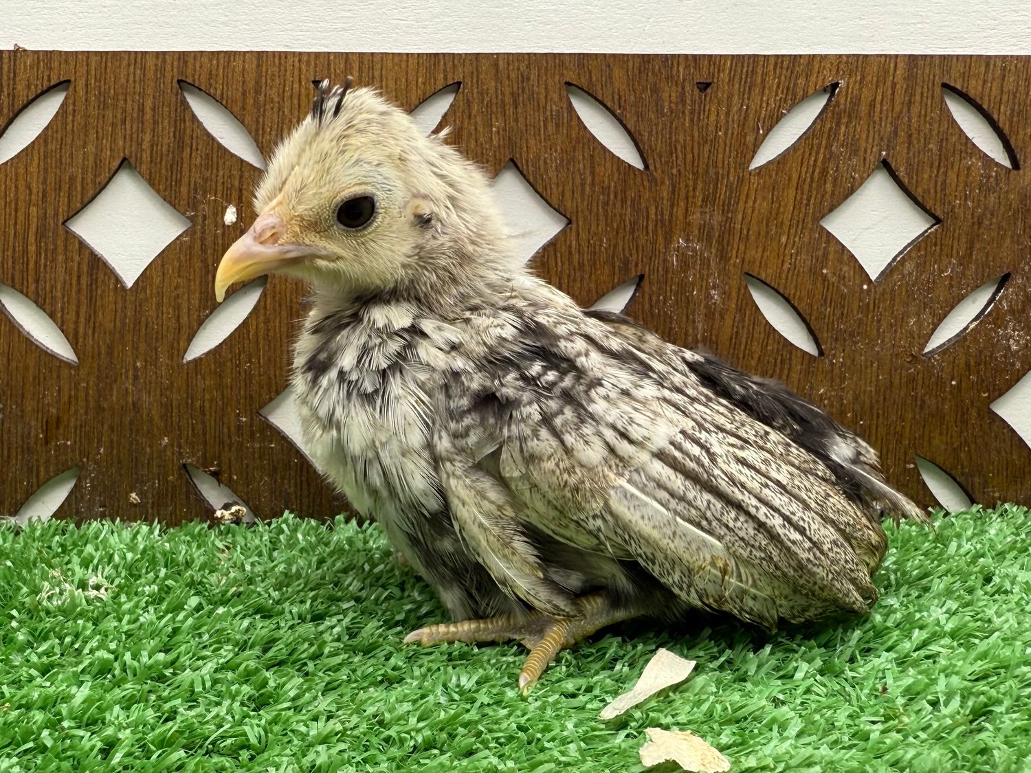 Possible Pullet