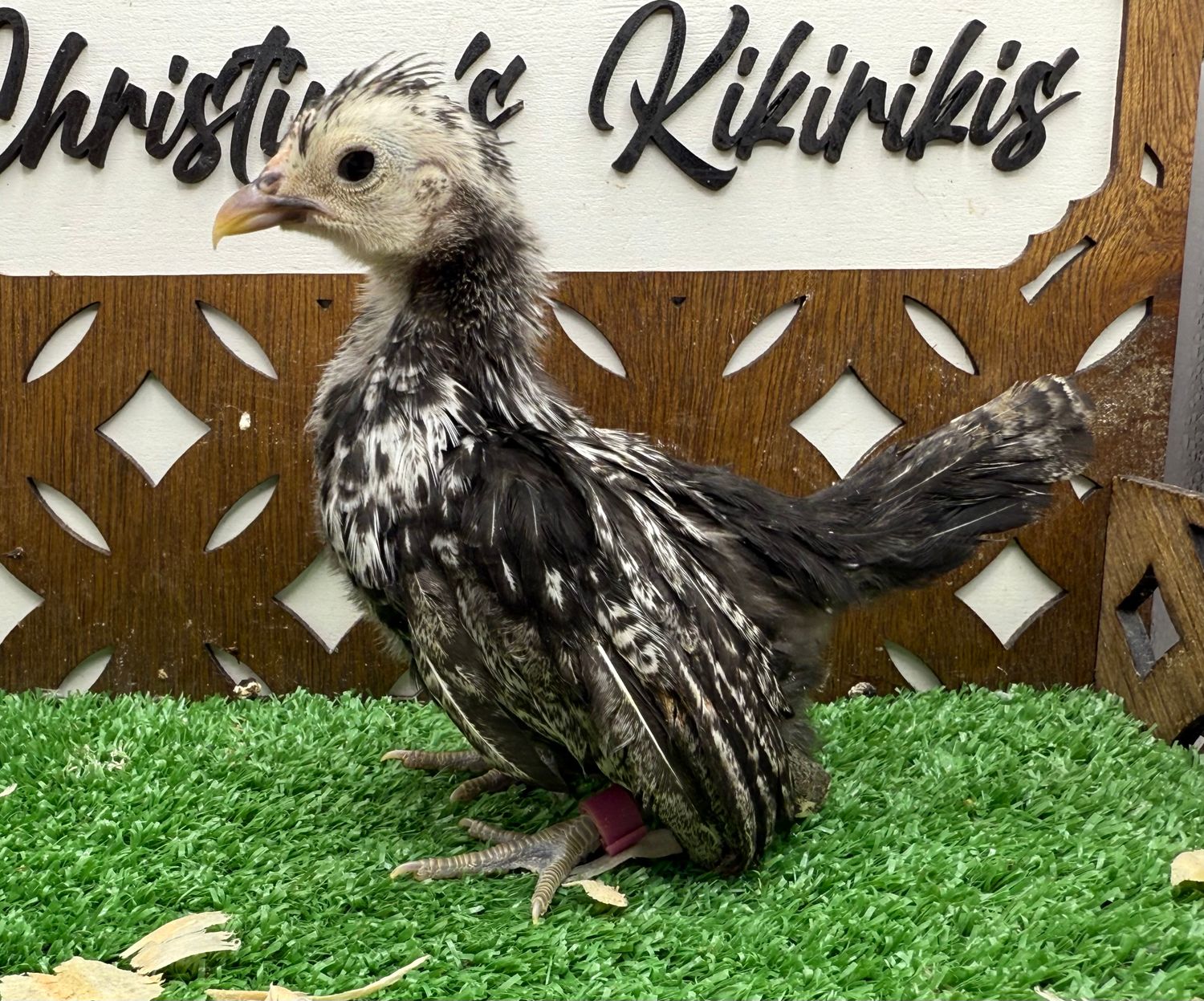 Possible Pullet