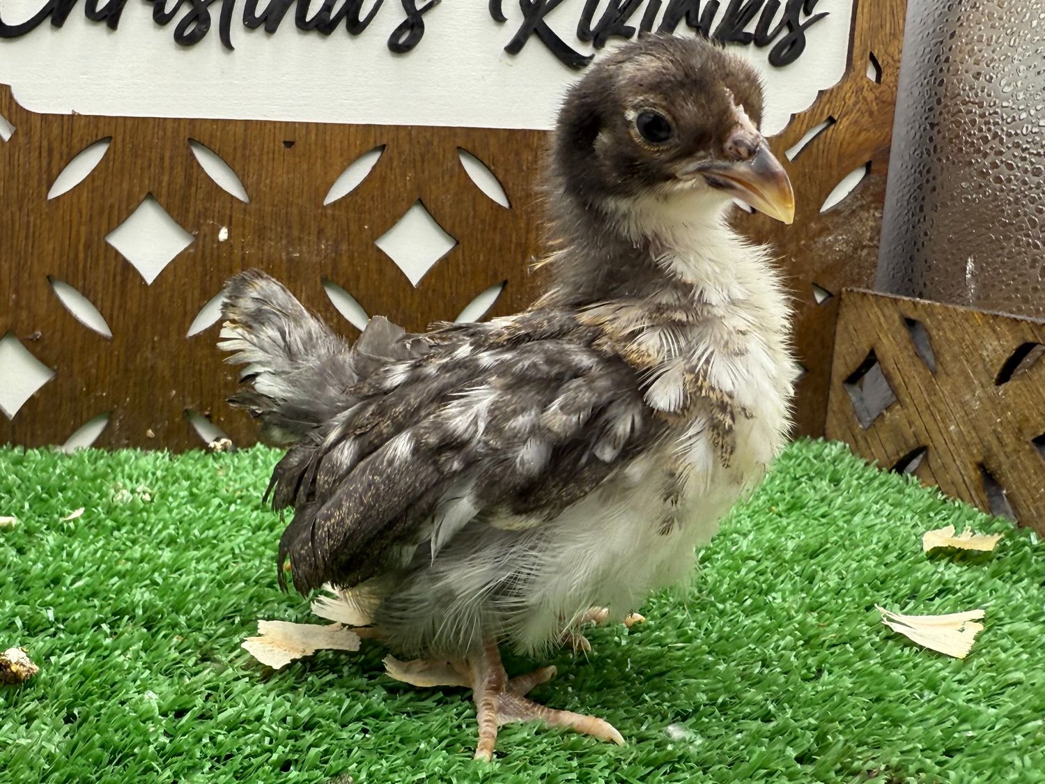 Possible Pullet