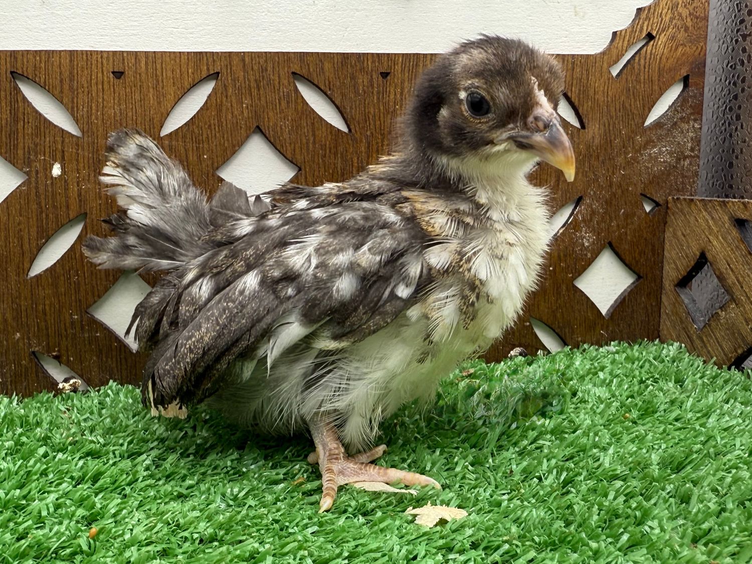 Possible Pullet