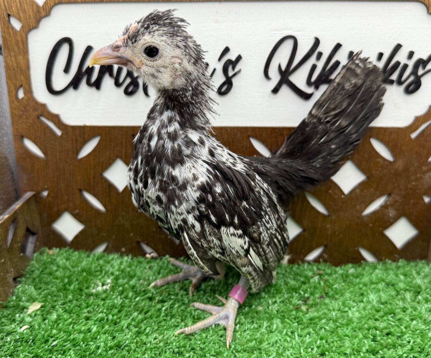 Possible Pullet