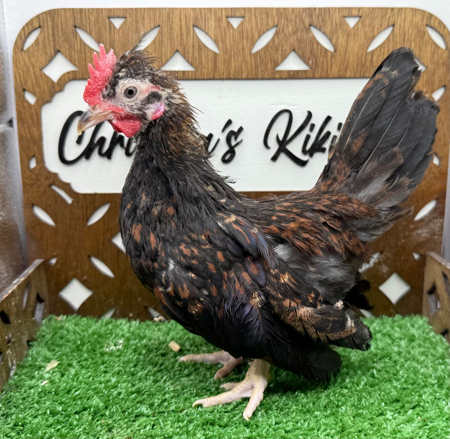 Possible Cockerel