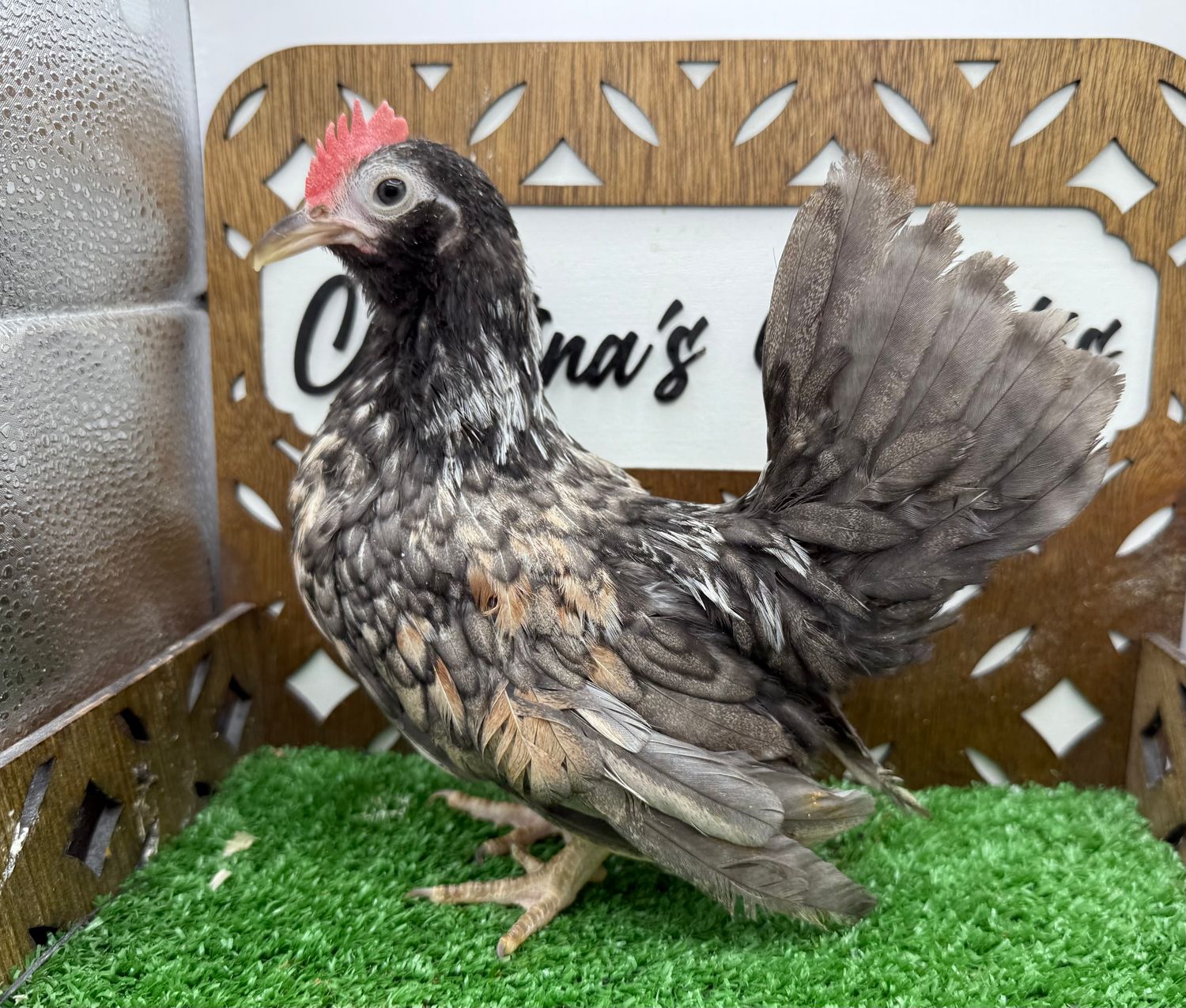 Cockerel