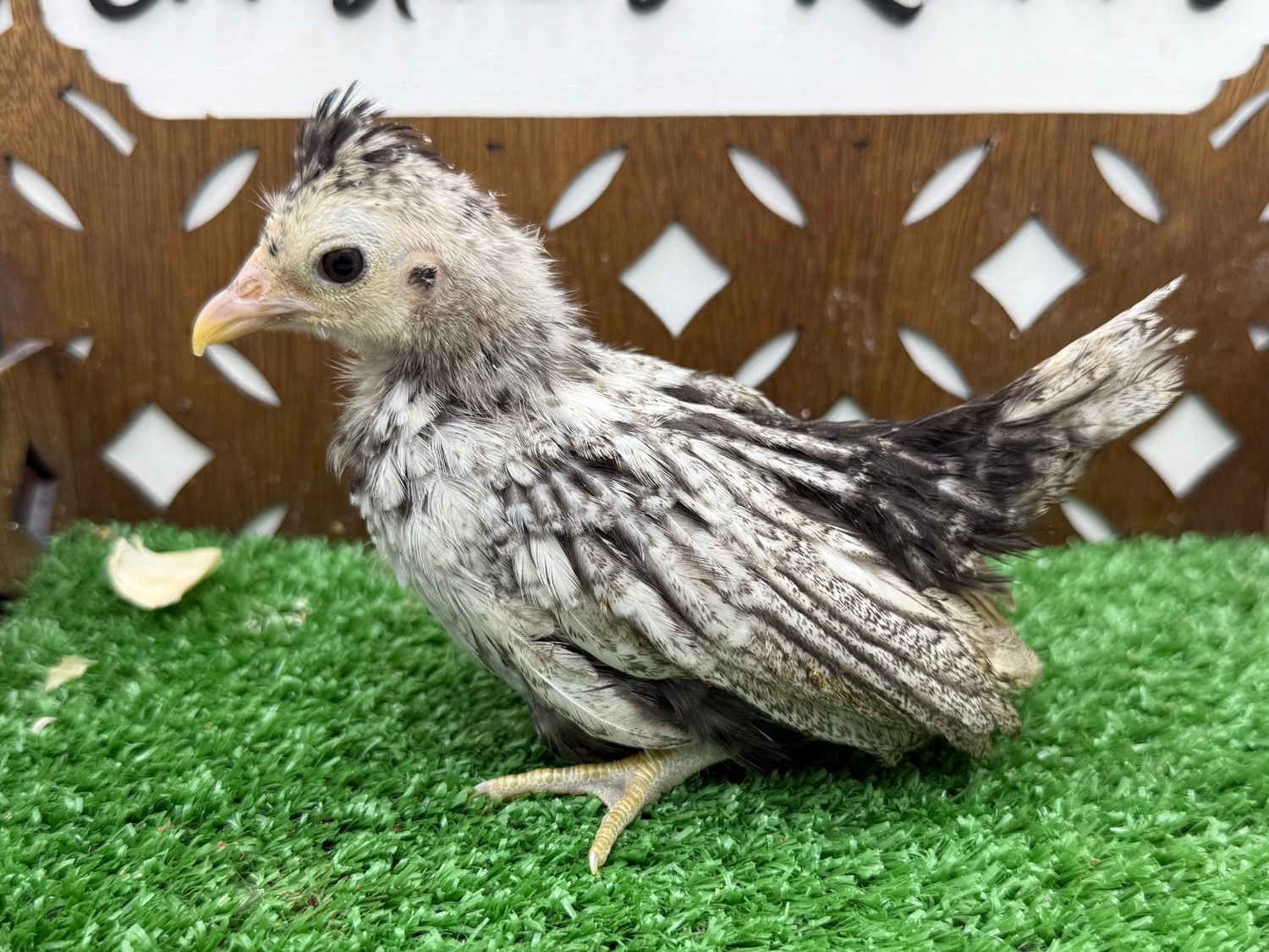 Possible Pullet