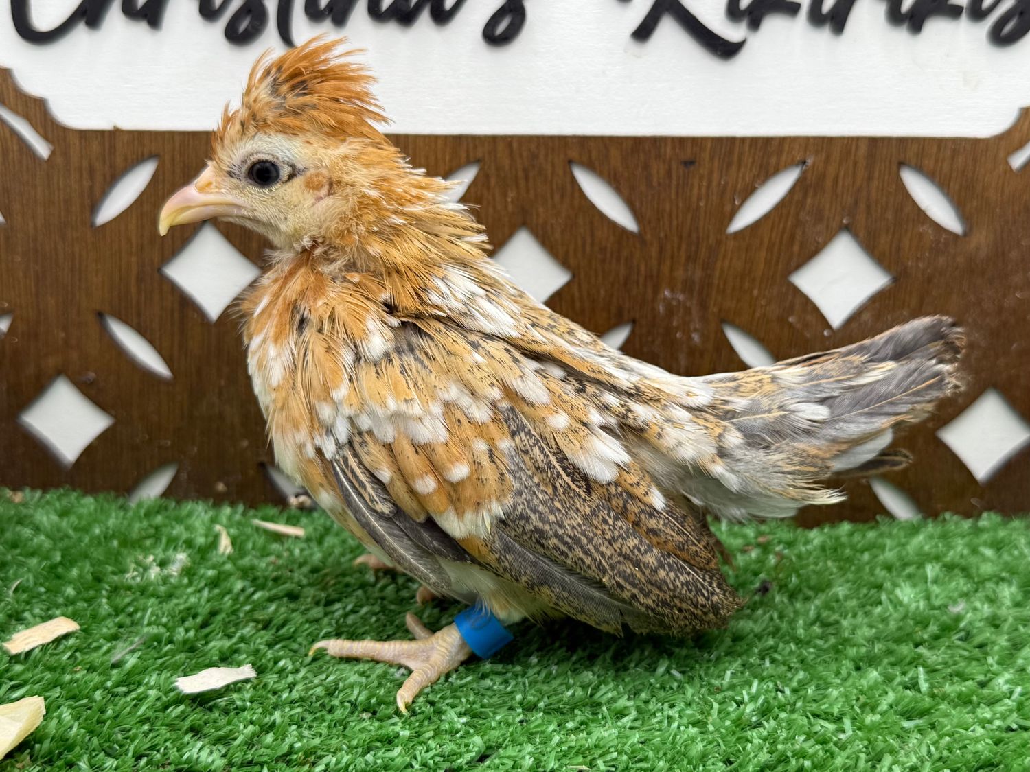 Possible Pullet