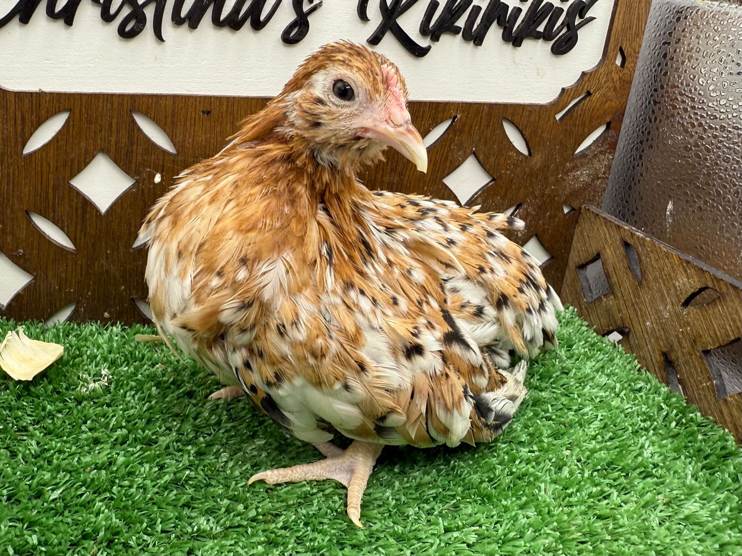 Possible Pullet