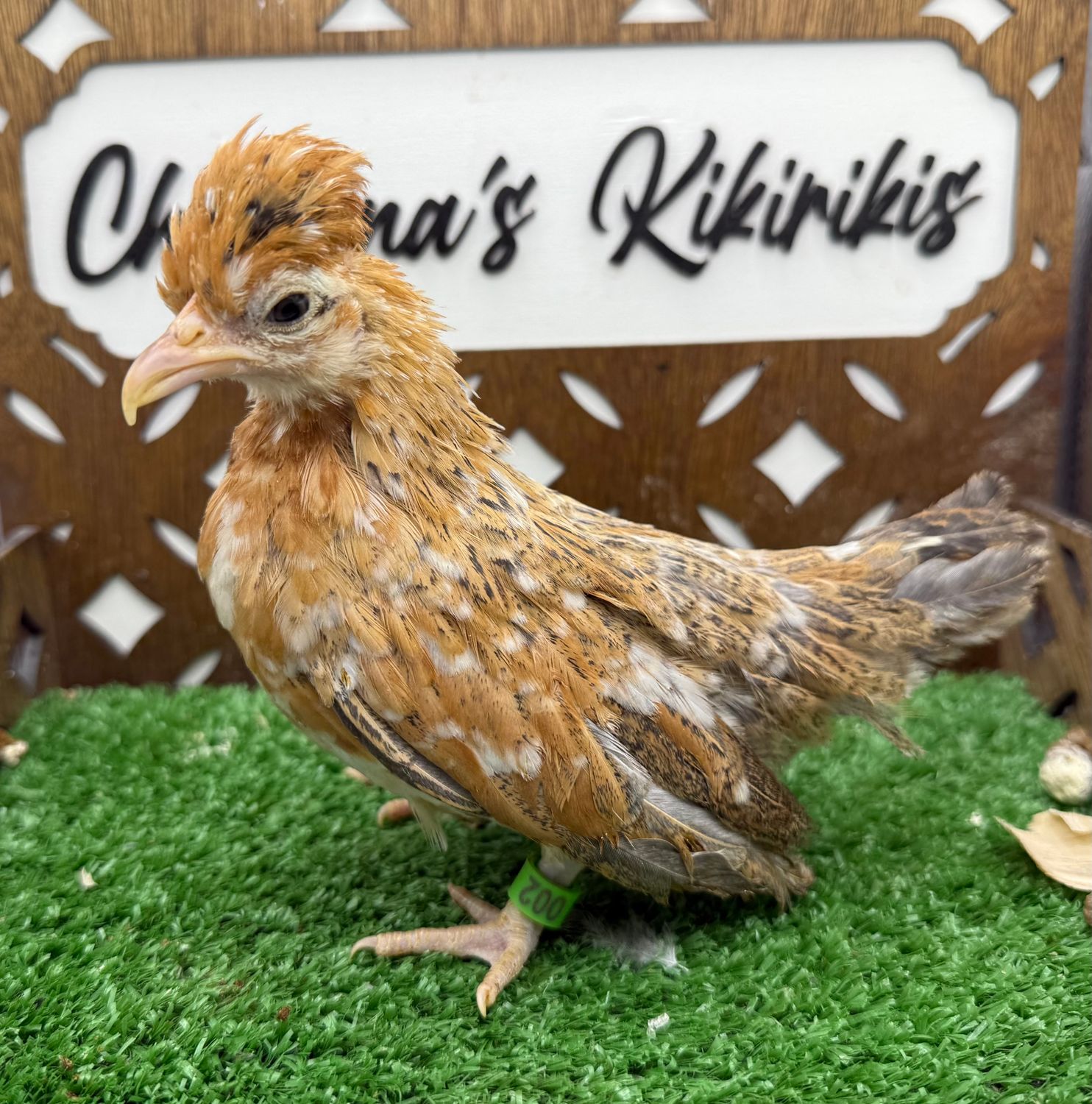 Possible Pullet