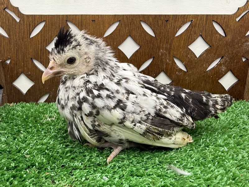 Possible Pullet