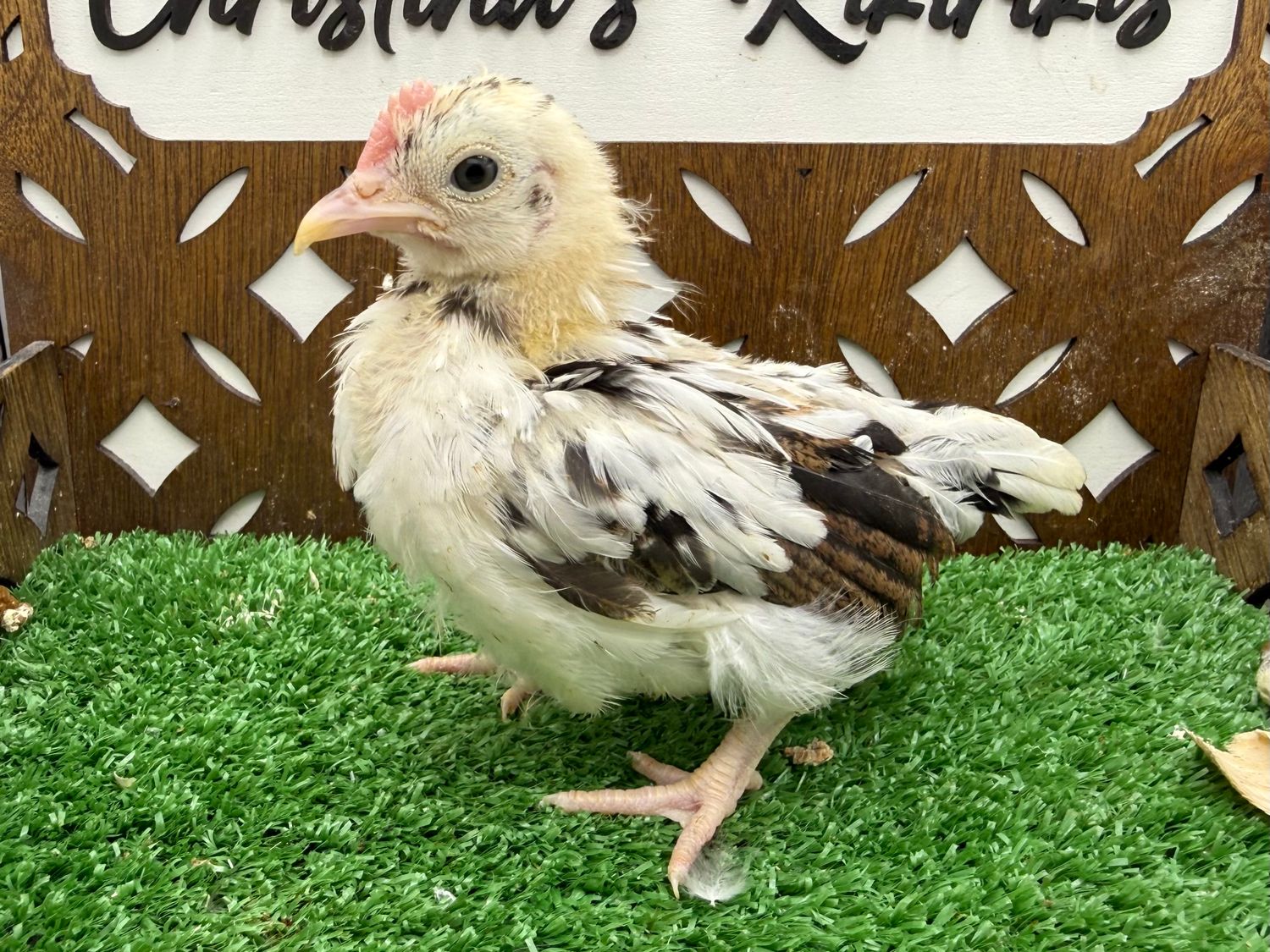 Cockerel