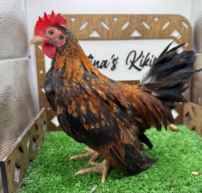COCKEREL