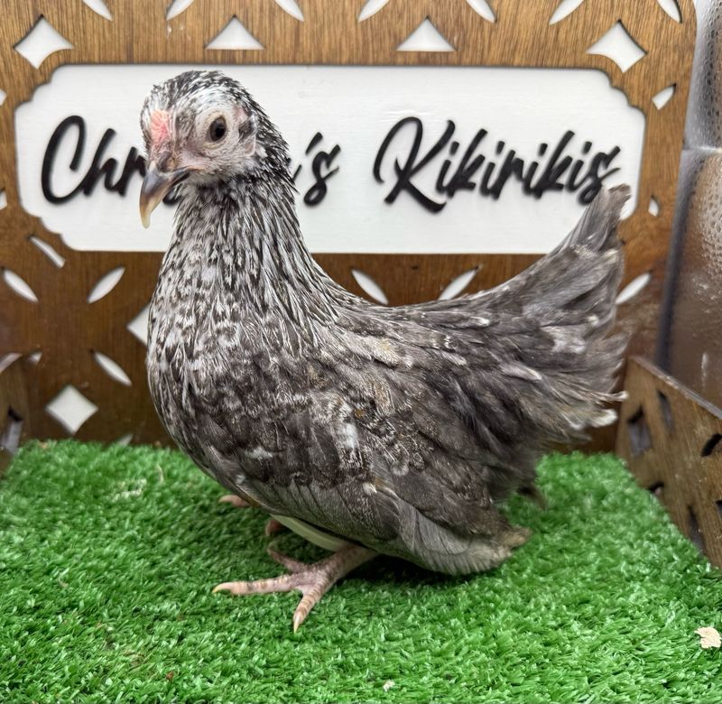 Possible Pullet