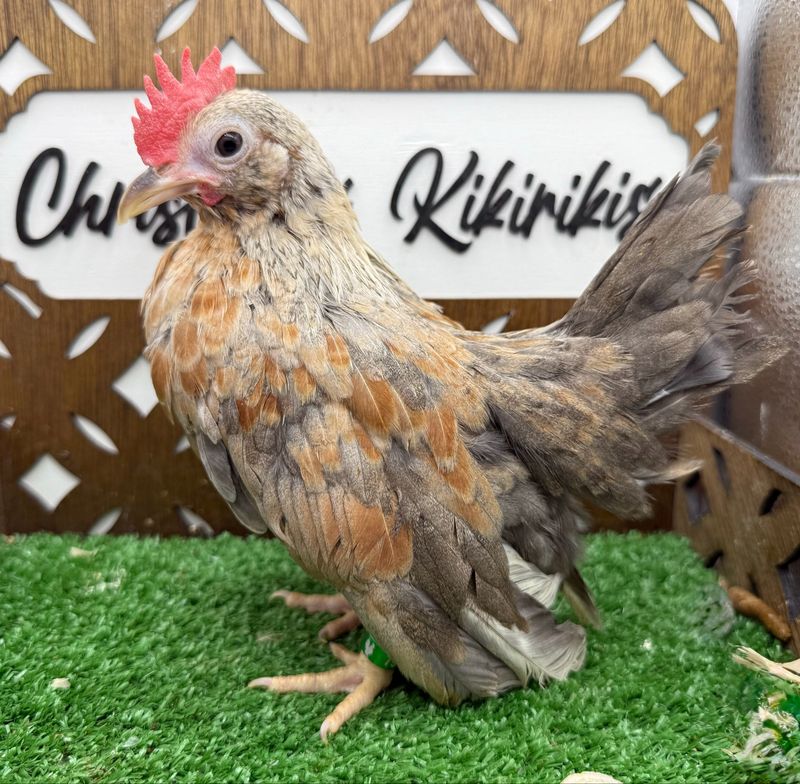 Cockerel