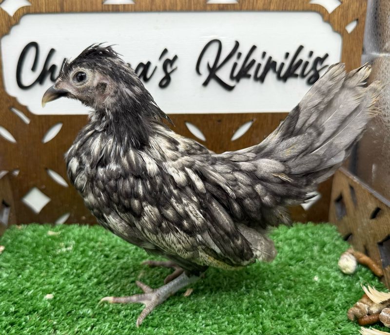 Possible Pullets