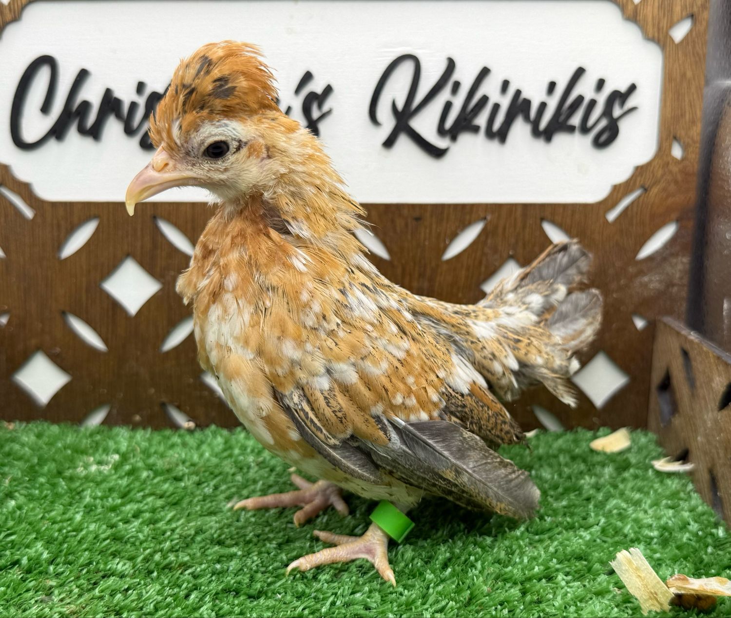 Possible Pullet