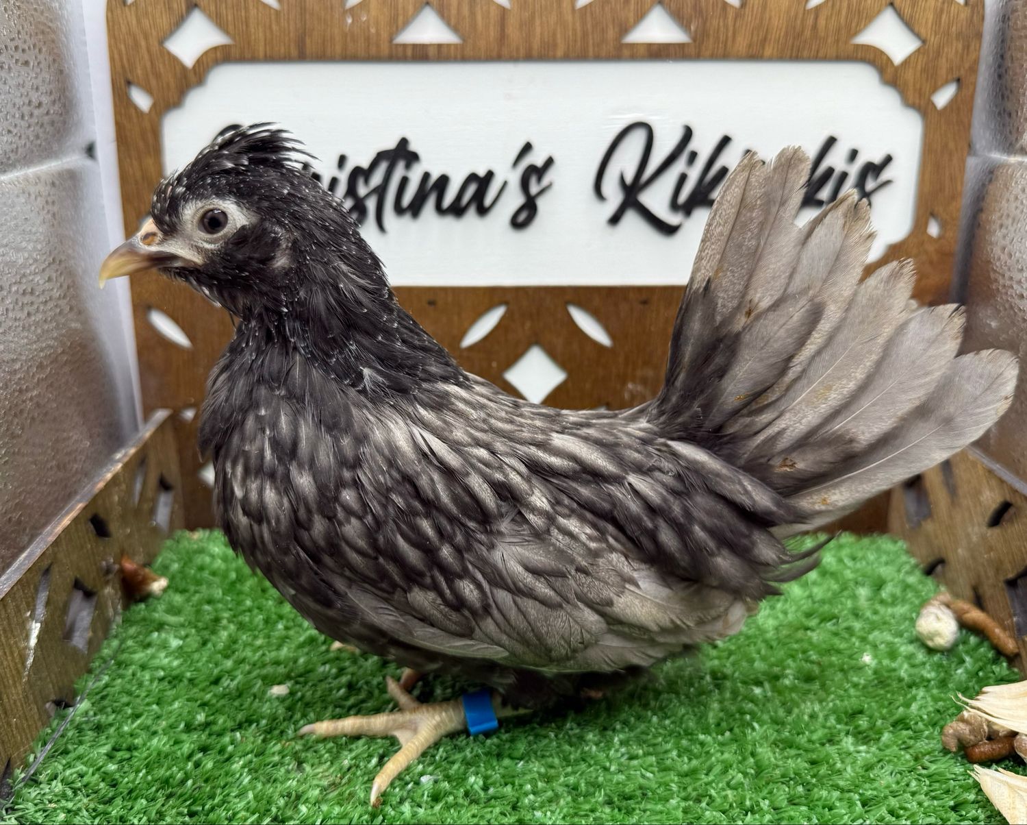 Possible Pullet