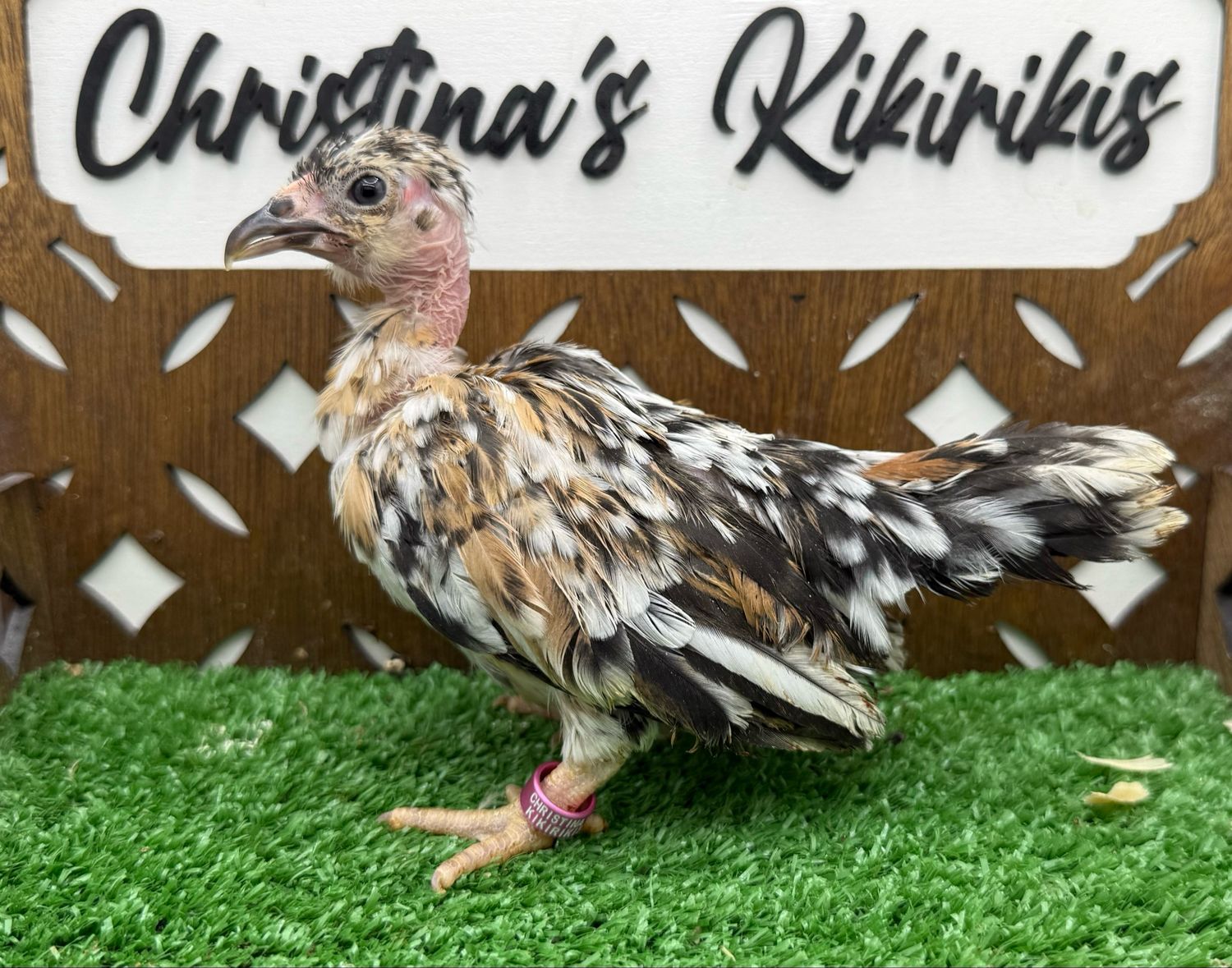 Possible Pullet