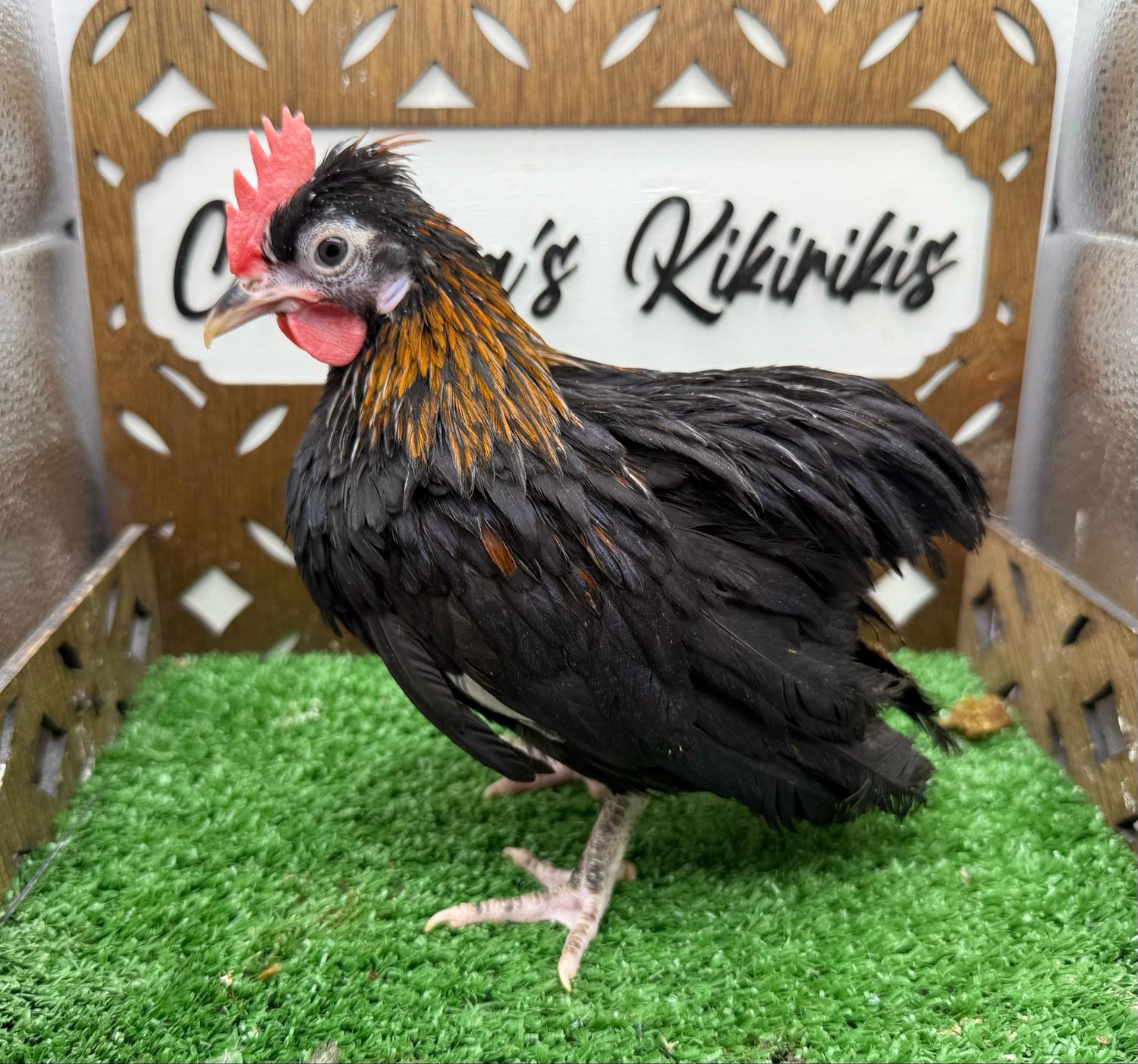 Cockerel
