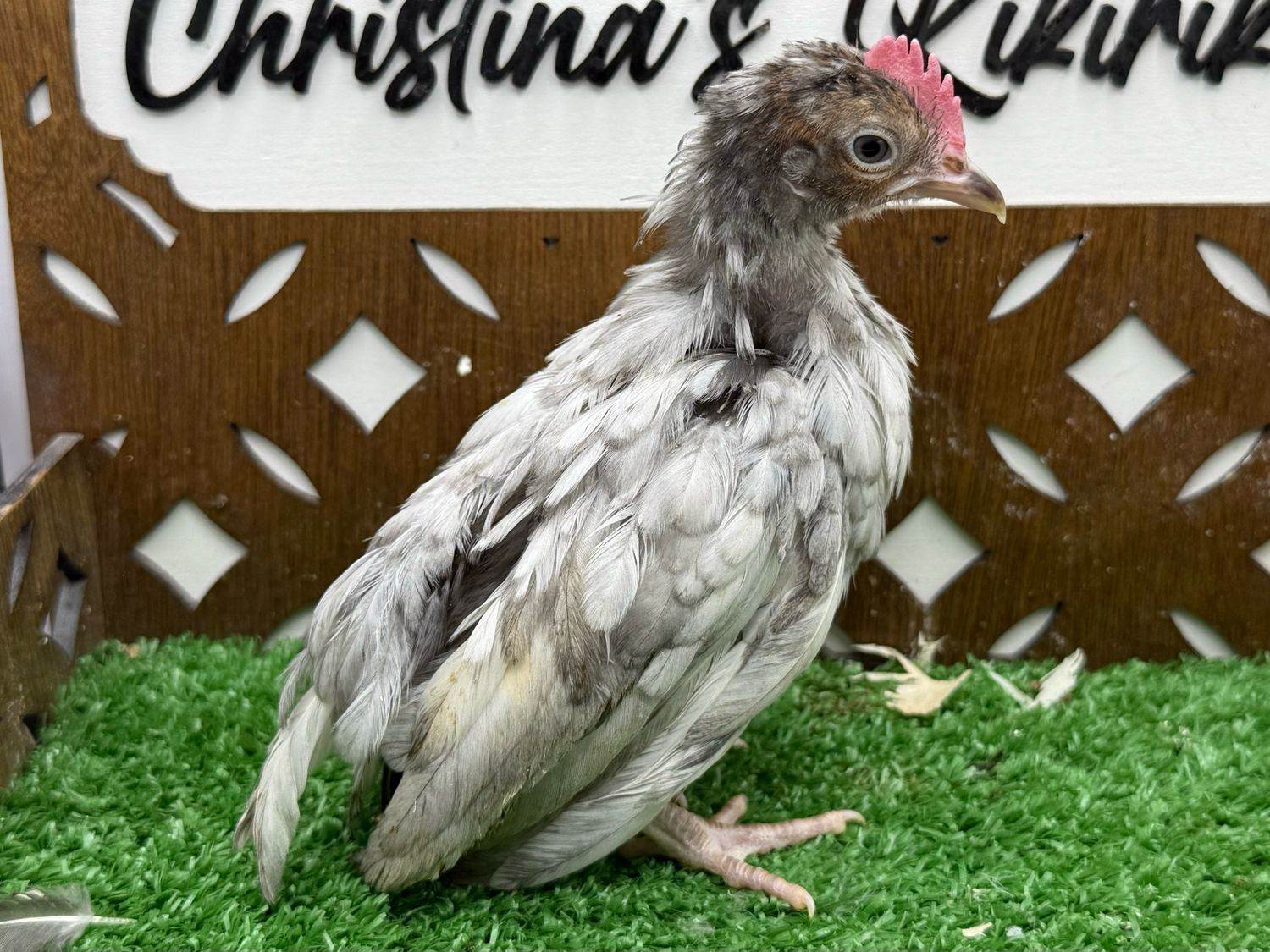Cockerel