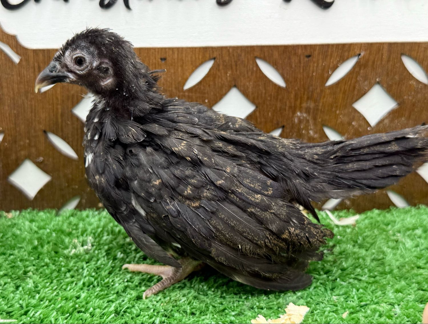 Possible Pullet