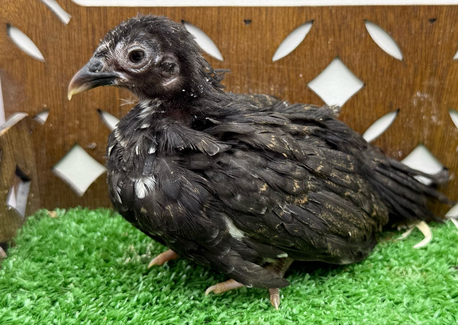 Possible Pullet