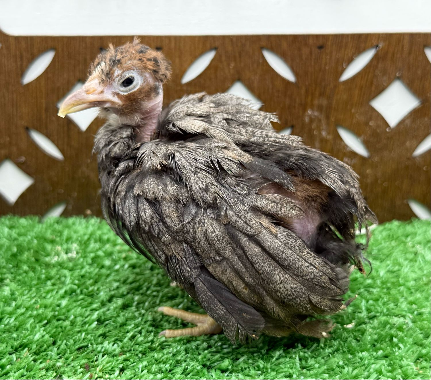 Possible Pullet