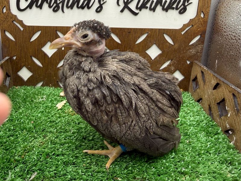 Possible Pullet