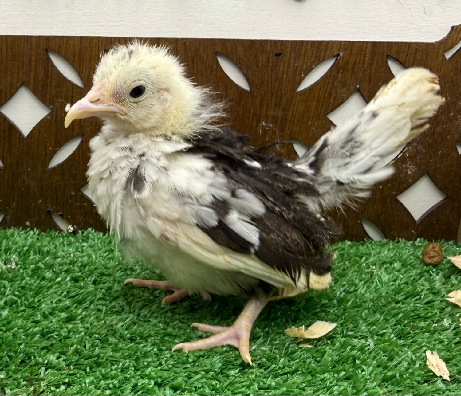 Possible Pullet