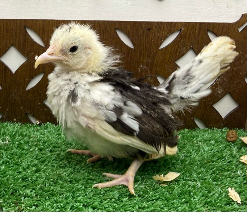 Possible Pullet