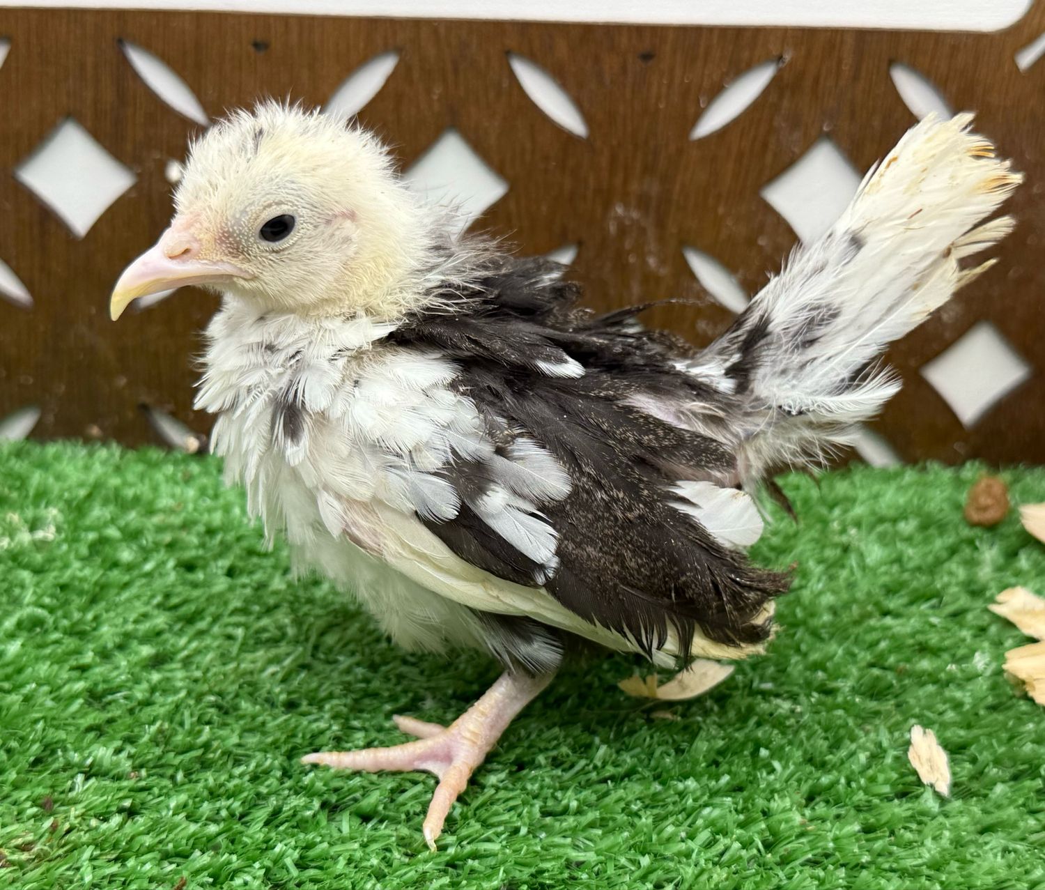 Possible Pullet