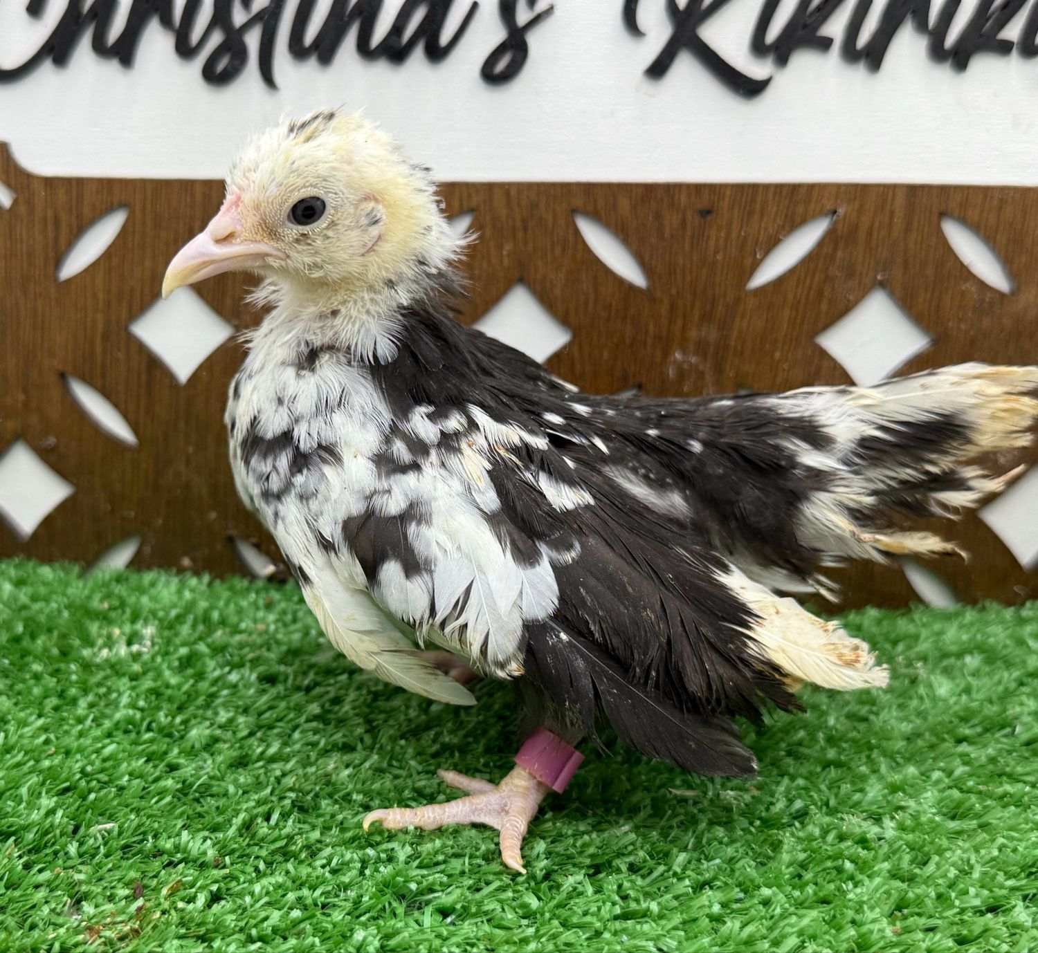 Possible Pullet