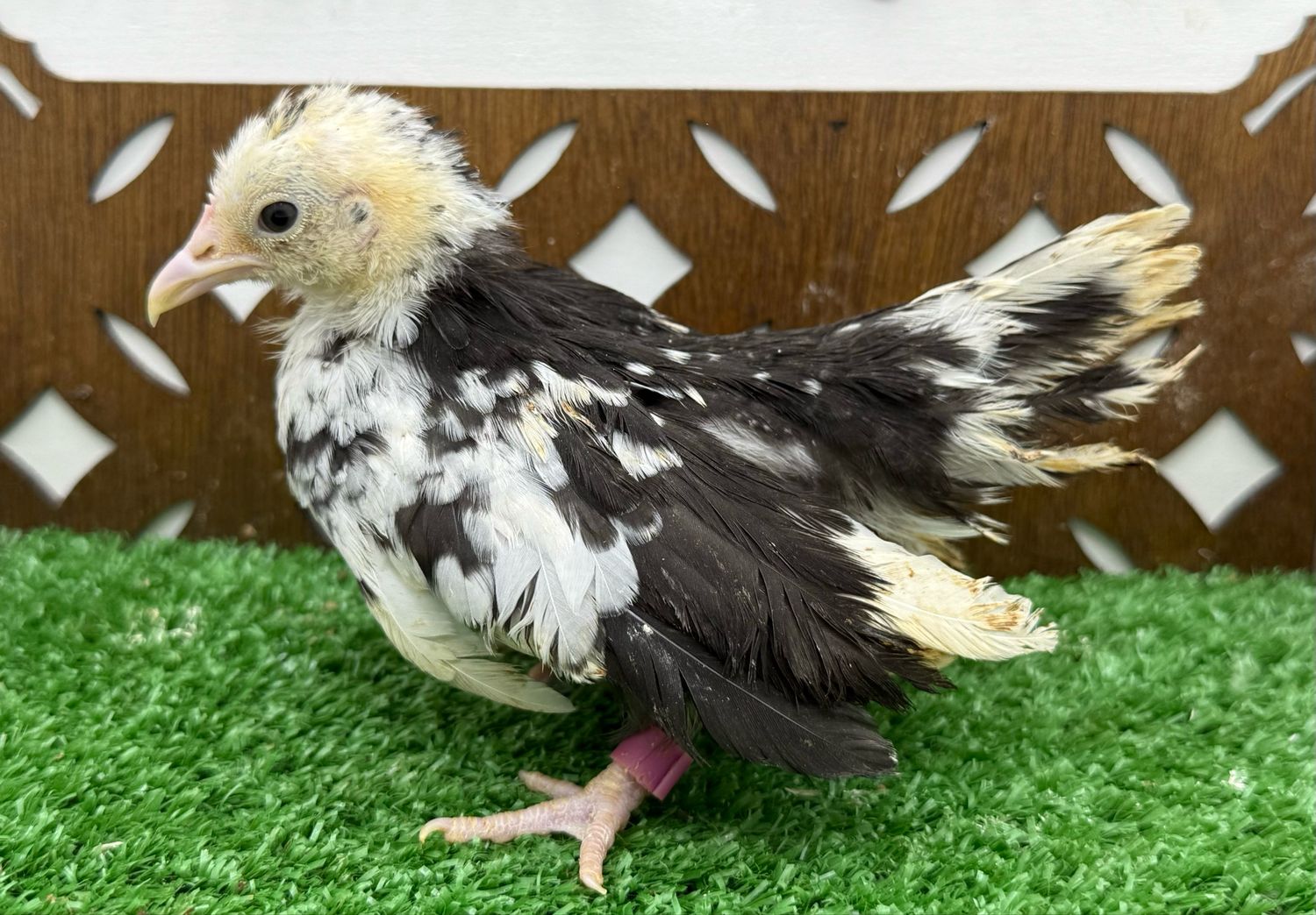 Possible Pullet