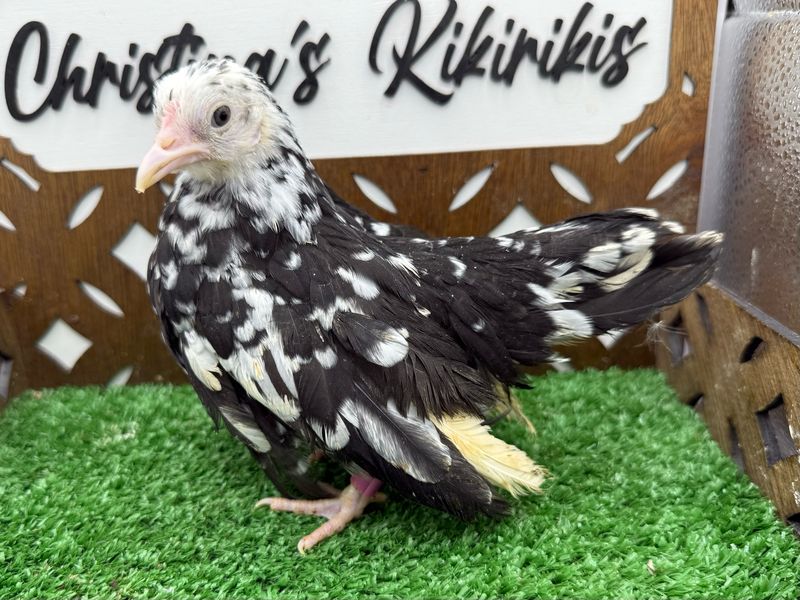 Possible Pullet