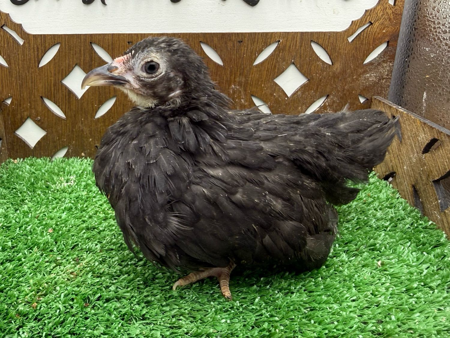 Possible Pullet