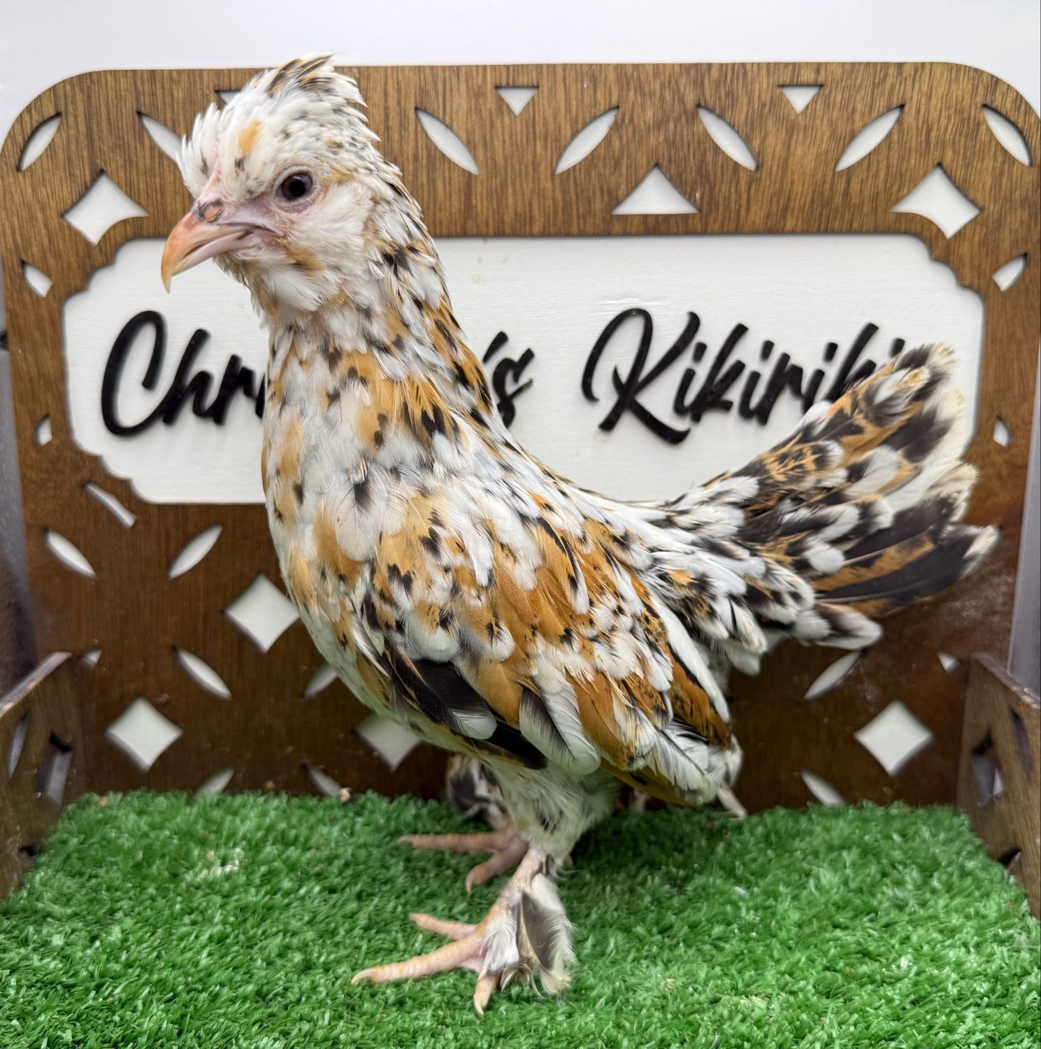 Possible Pullet